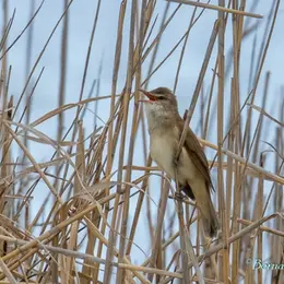 Animation Lpo - Biodiversité Méditerranéenne Et Migration Au Roc De Conilhac