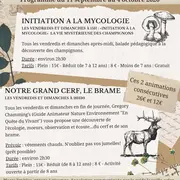 Animation Nature : Brame Du Cerf