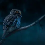 Animation nature : Chouette &amp; cie