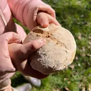 Animation nature en famille : Tissage Végétal