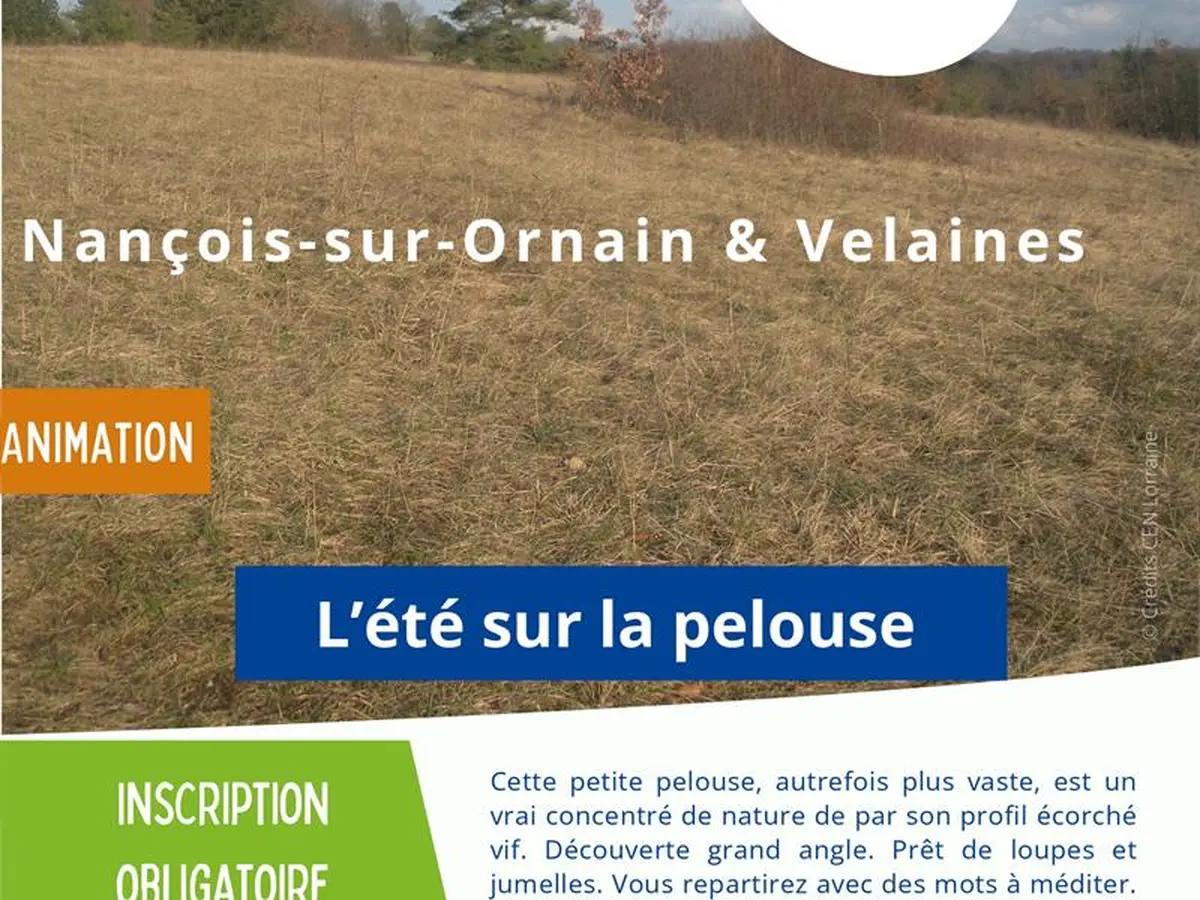 Animation nature - L'été sur la pelouse