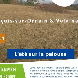 Animation nature - L'été sur la pelouse