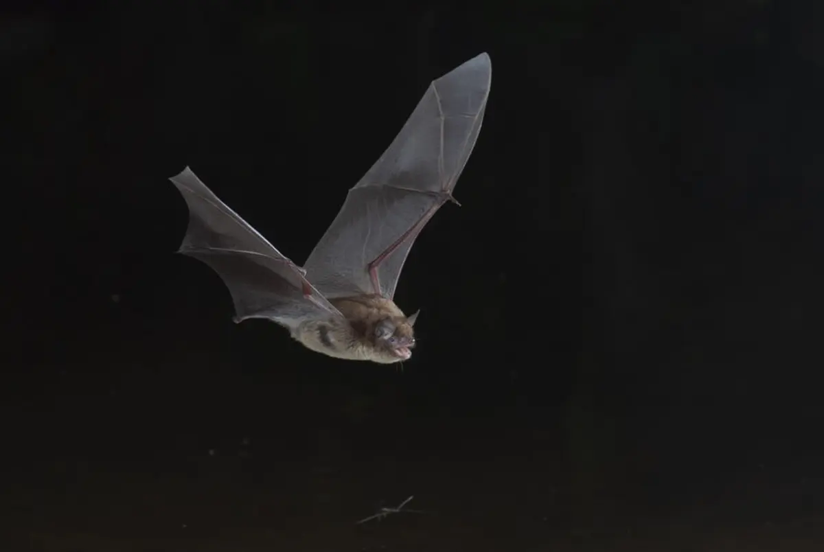 Animation nature - les chauves-souris et leurs habitats
