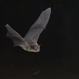 Animation nature - les chauves-souris et leurs habitats