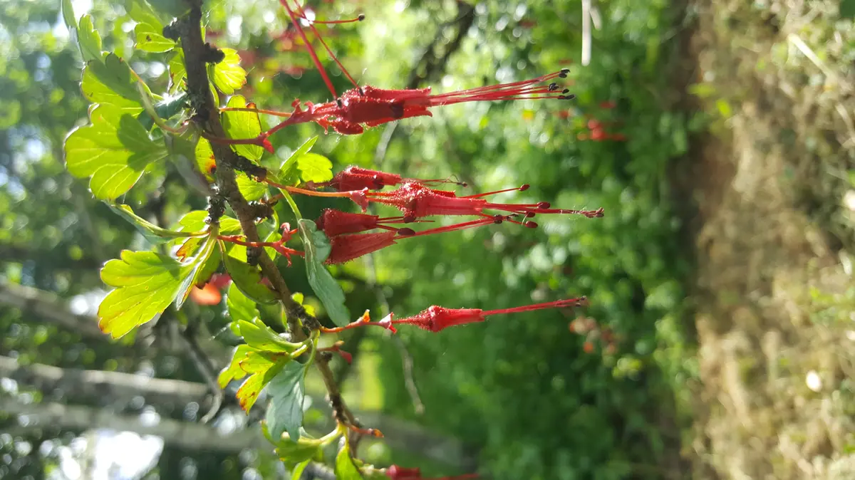 Animation nature · Visite et balade