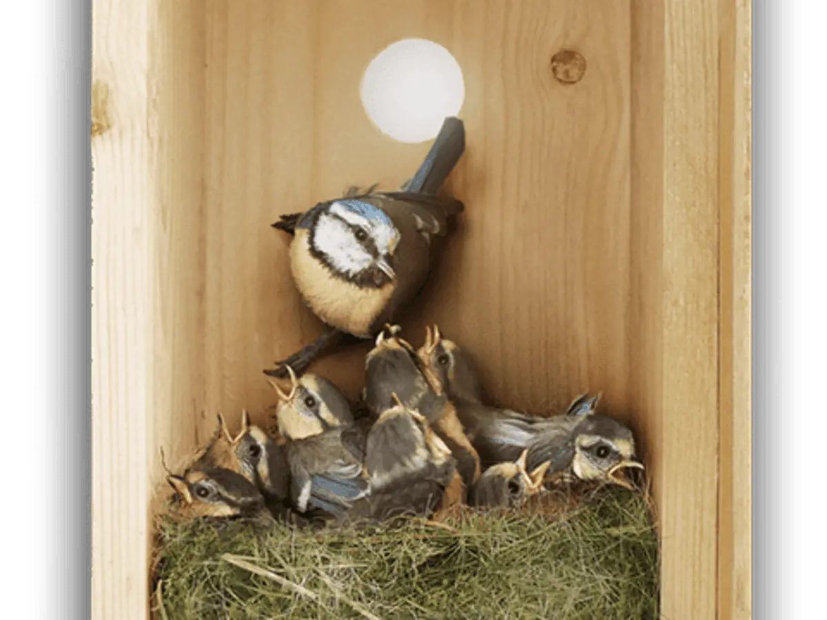 Animation oiseaux! Nids et distributeurs de laine!