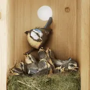 Animation oiseaux! Nids et distributeurs de laine!