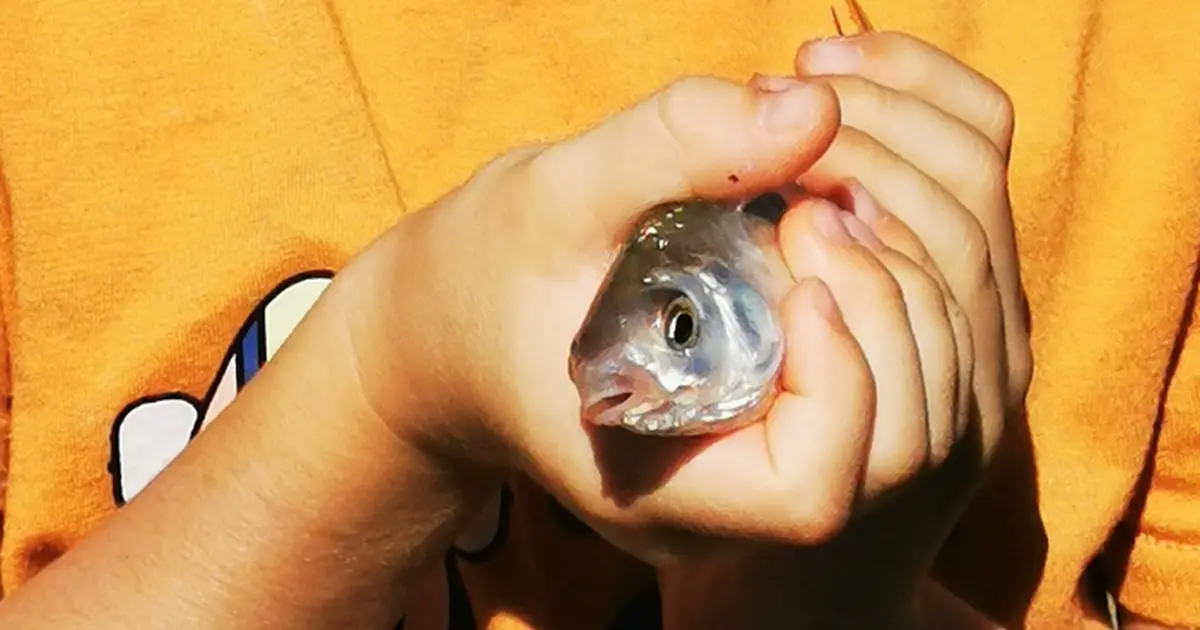 Animation pêche