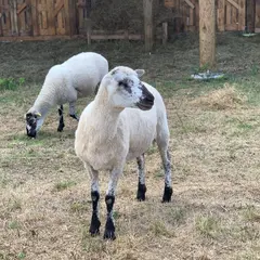 Animations à la ferme pédagogique du domaine D'Hestia