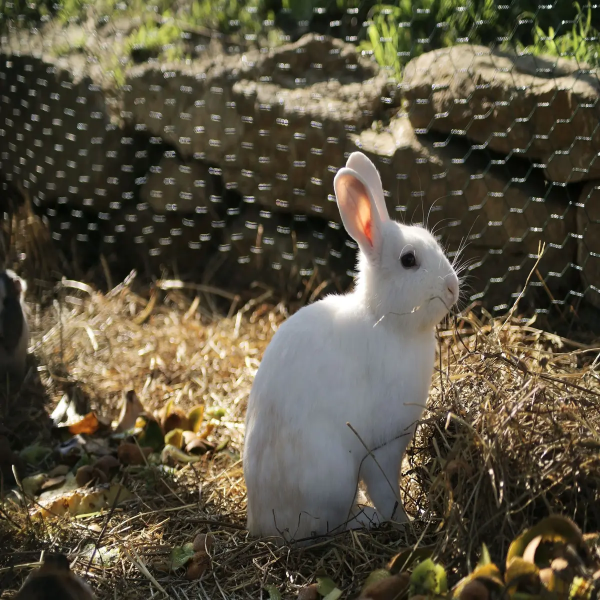 Animations à la ferme pédagogique pour les vacances de la Toussaint