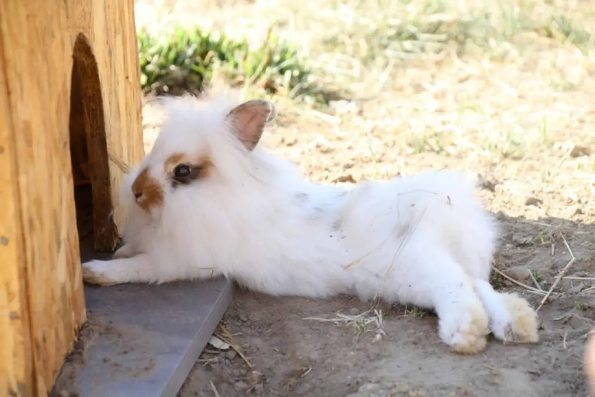 Animations de Pâques à la Ferme d'Ellia