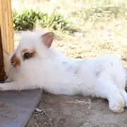 Animations de Pâques à la Ferme d'Ellia