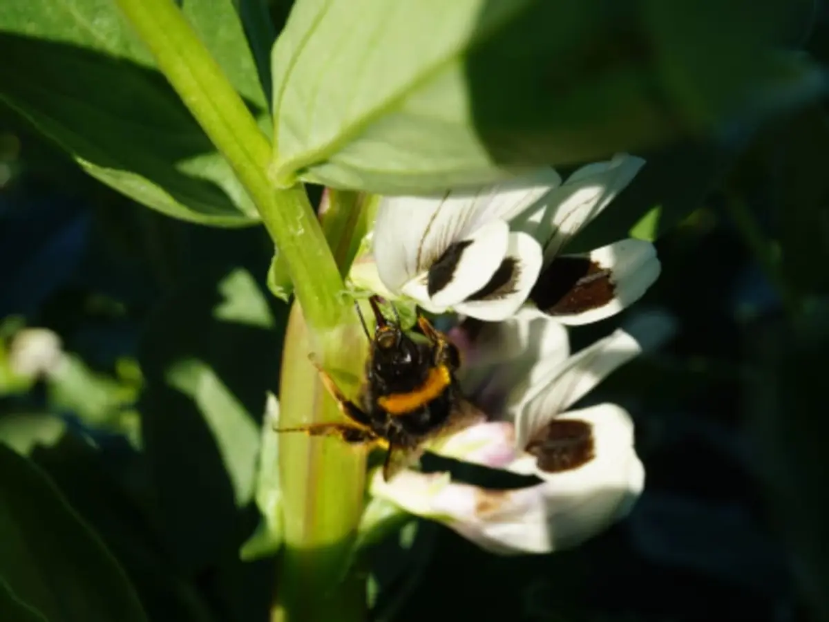 Animations enfants, Construction d'Hôtel à insectes!