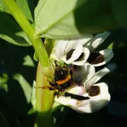 Animations enfants, Construction d'Hôtel à insectes!