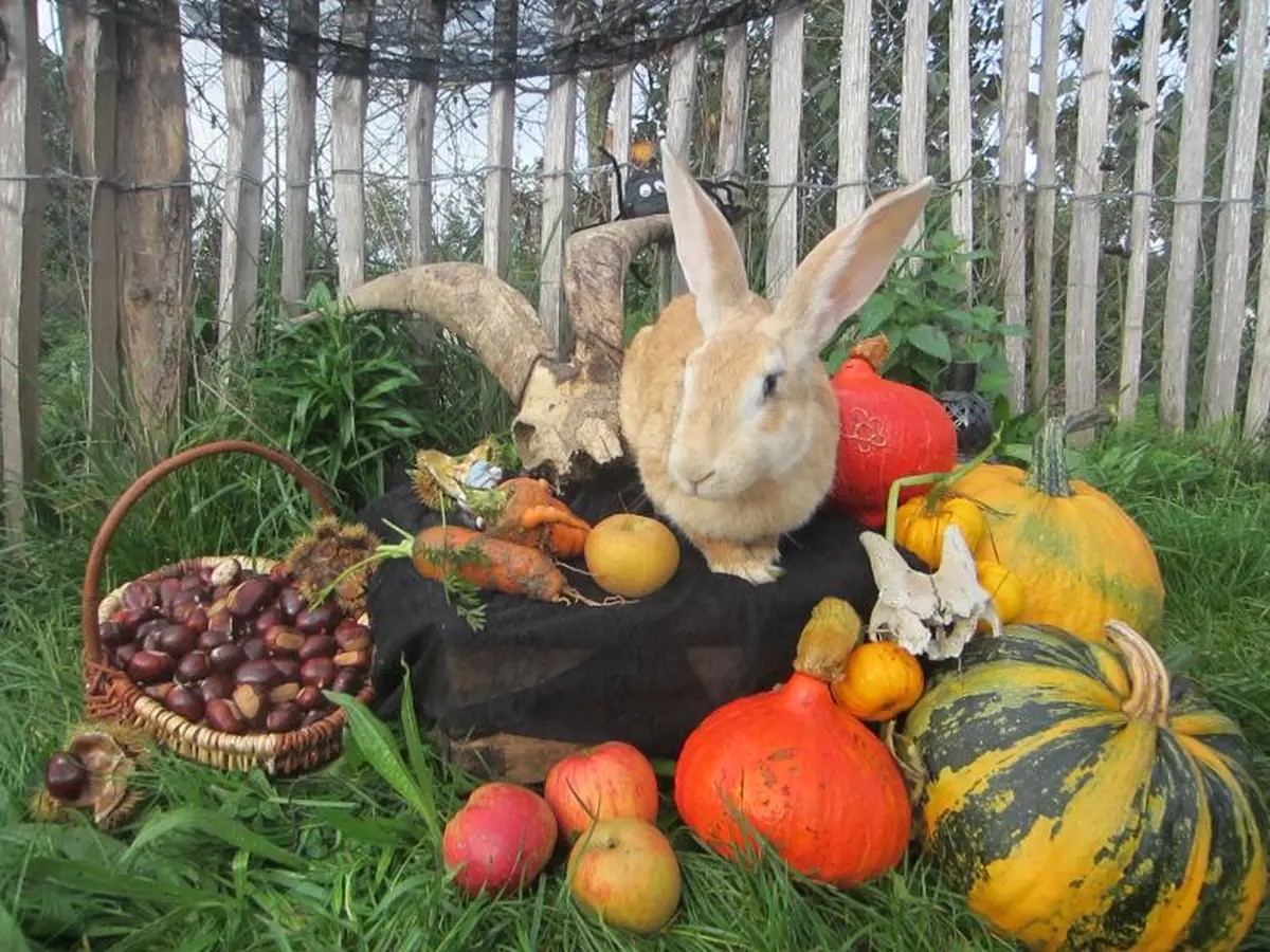 Animaux chimériques - Spécial Halloween