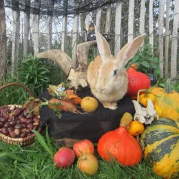 Animaux chimériques - Spécial Halloween