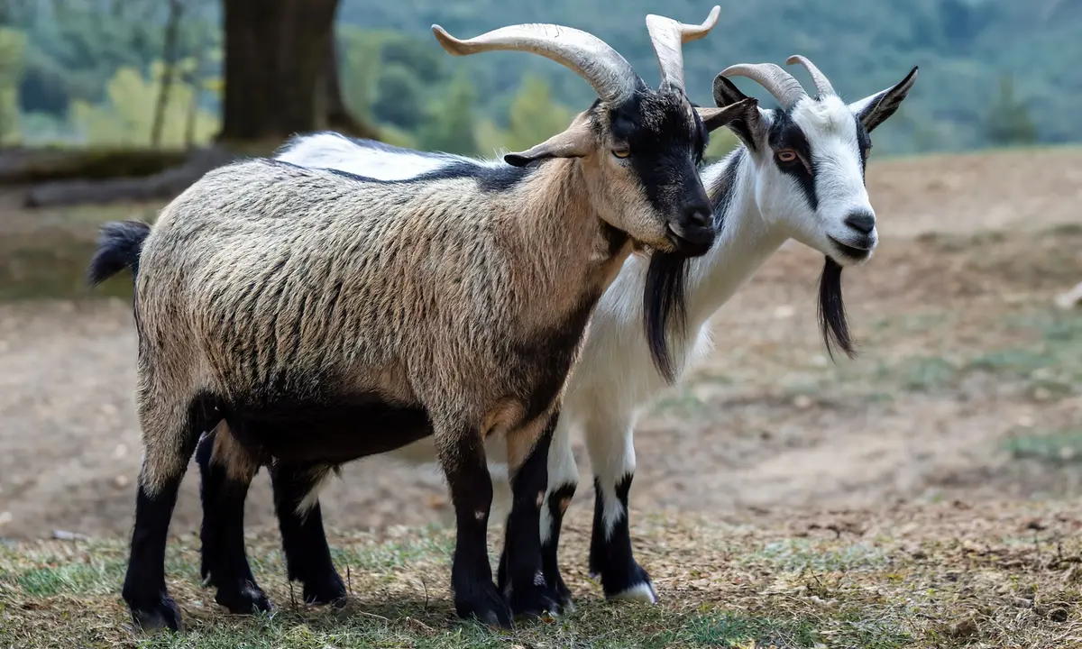 Animaux de la ferme dans la ville