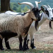 Animaux de la ferme dans la ville