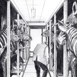 Animaux et culture