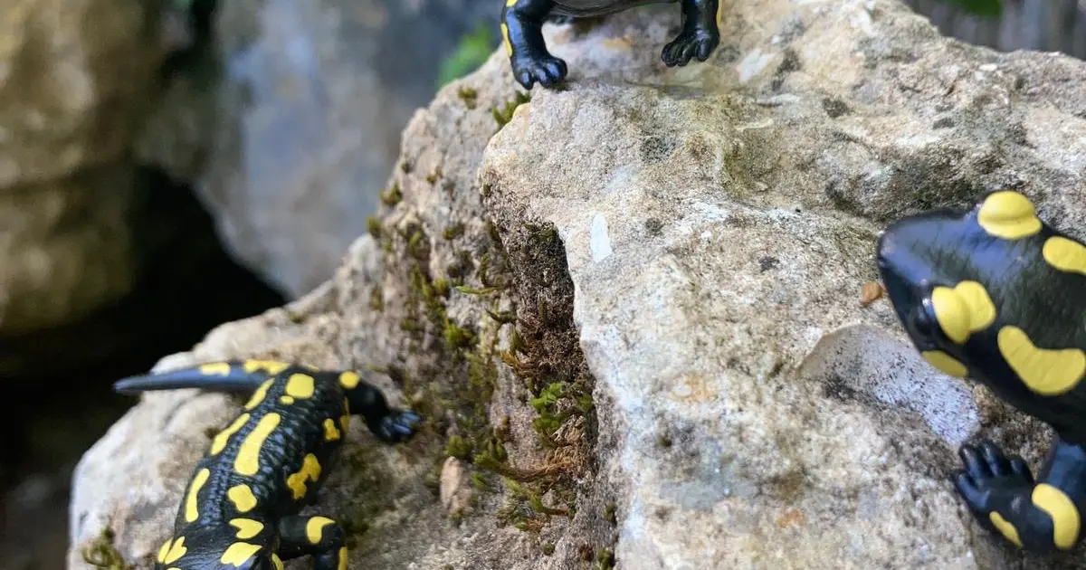 Animaux et rituels magiques au Conquil