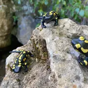 Animaux et rituels magiques au Conquil