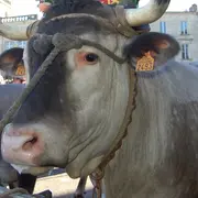 Annulé - Fête des Boeufs Gras de Captieux à l'ESAT