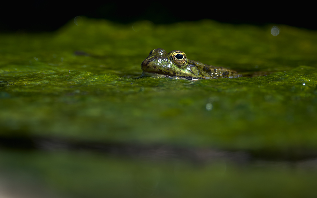 03 07 Anoure d été_Grenouille_rieuse_Pelophylax_ridibundus_-_Frederic_Combeau