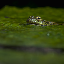 Anoures d'été