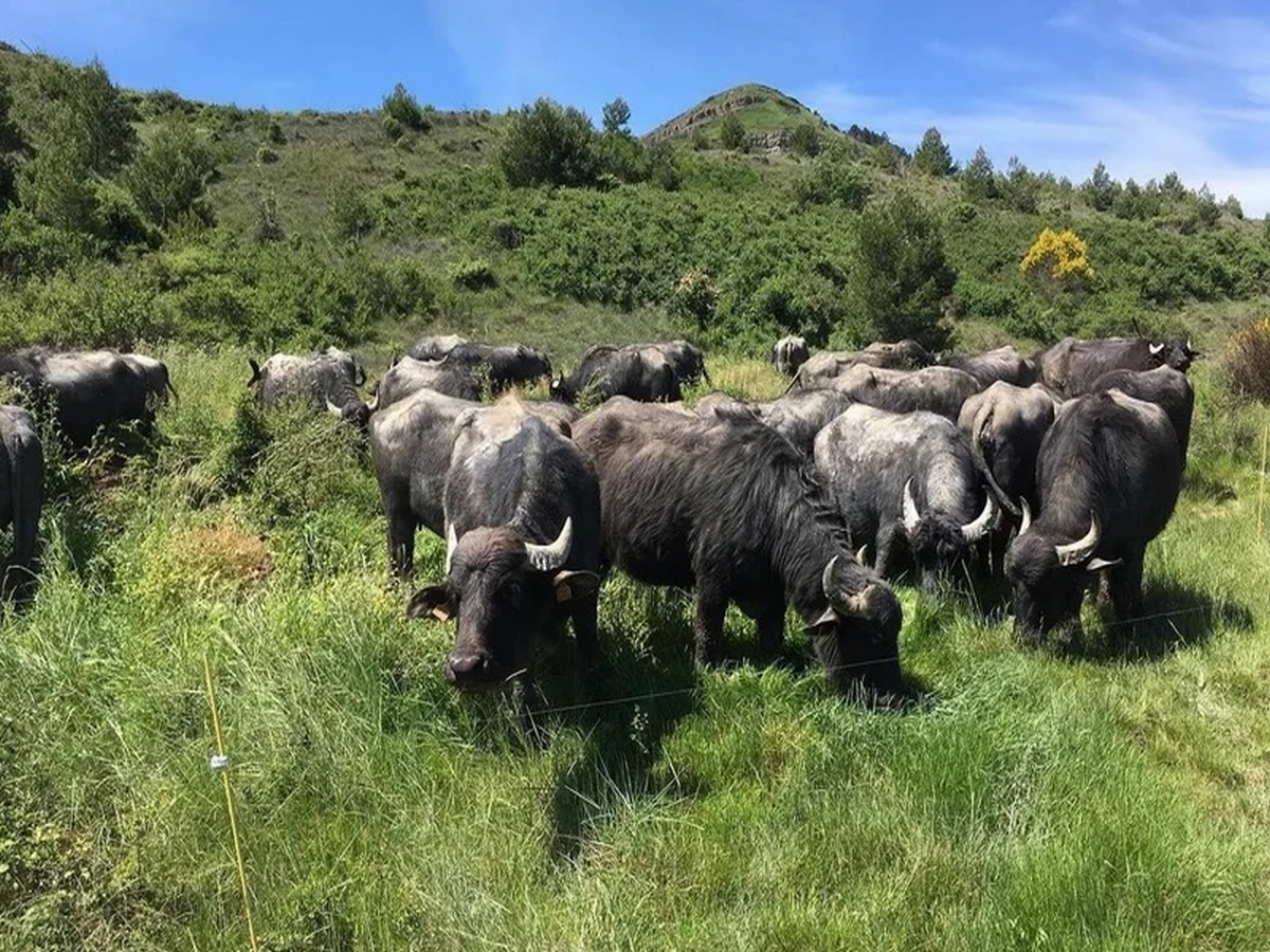 Antonini & Co - De Ferme En Ferme En Val De Dagne