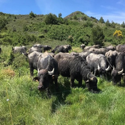 Antonini & Co - De Ferme En Ferme En Val De Dagne