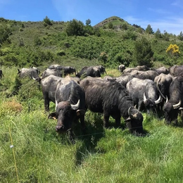 Antonini & Co - De Ferme En Ferme En Val De Dagne