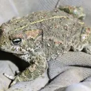 Appel à bénévoles - Aidez les crapauds calamite !