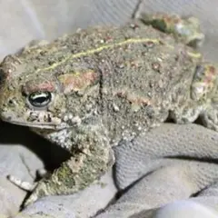 Appel à bénévoles - Aidez les crapauds calamite !