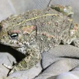 Appel à bénévoles - Aidez les crapauds calamite !