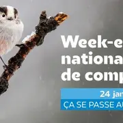 Apprendre à reconnaître et à nourrir les oiseaux de nos jardins!