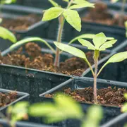 Apprends à faire tes semis !