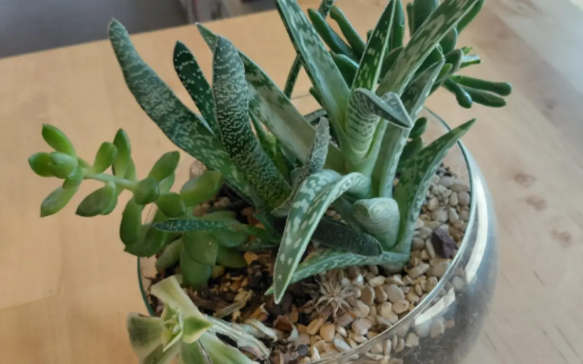Apprenez à créer un jardin miniature sous verre !