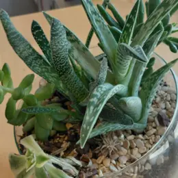 Apprenez à créer un jardin miniature sous verre !