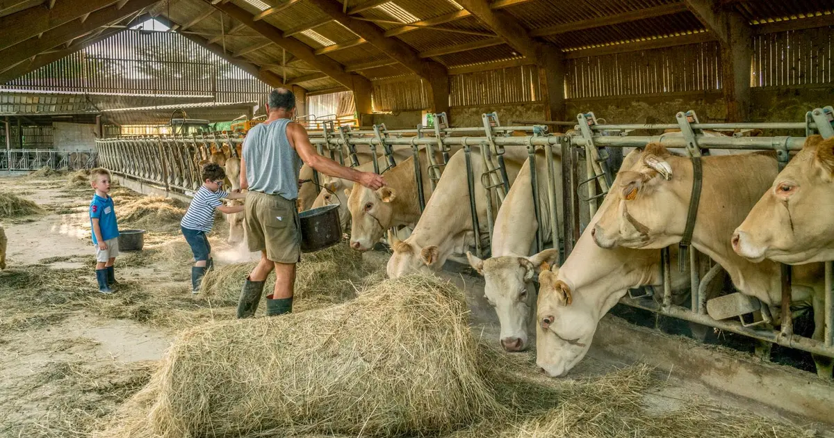 Apprenti à la ferme : moments magiques à la ferme