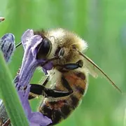 Apprenti apiculteur au Parc animalier