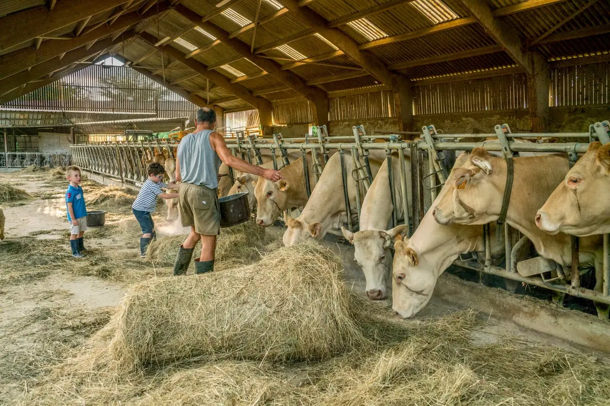 Apprentis à la ferme : moments magiques à la ferme