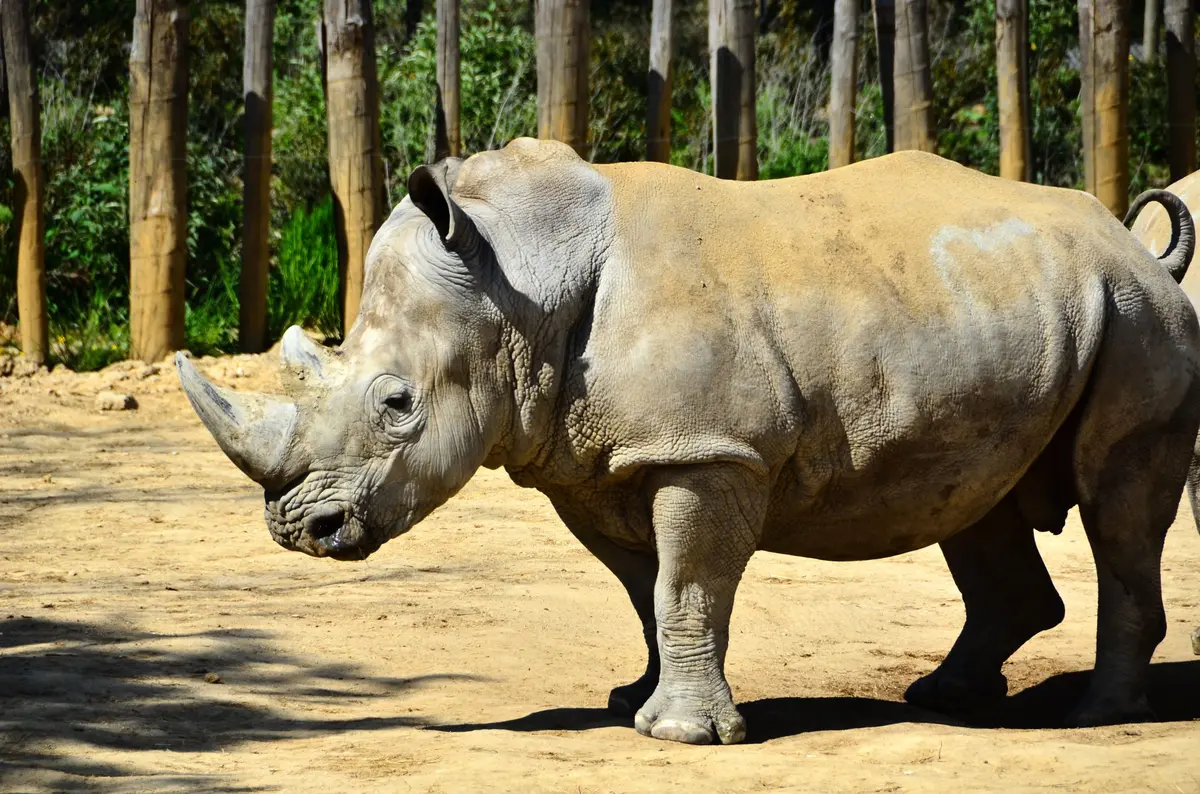 Après 12 ans au zoo de Paris, Wami le rhinocéros de 2,4 tonnes s'envole pour une nouvelle vie au Mexique !