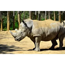 Après 12 ans au zoo de Paris, Wami le rhinocéros de 2,4 tonnes s'envole pour une nouvelle vie au Mexique !