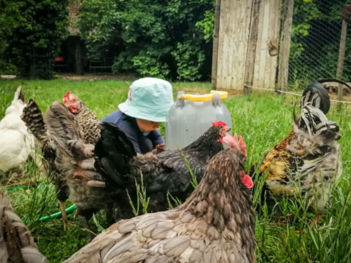Après-midi Mini-Ferme à Gironville (77)