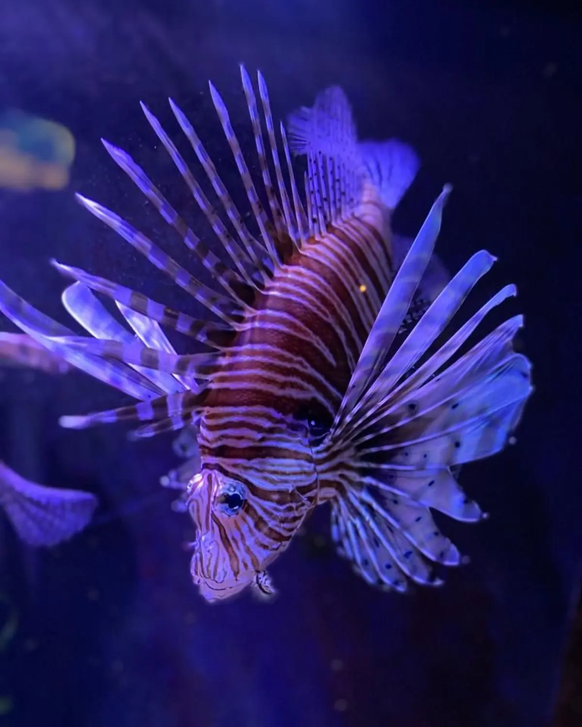 Aquarium d'Amnéville