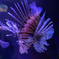 Aquarium d'Amnéville