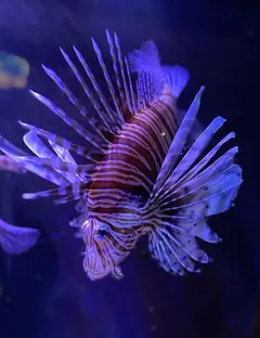 Aquarium d'Amnéville