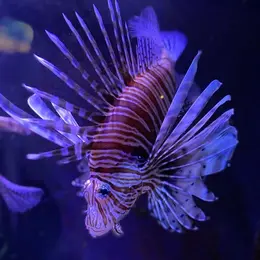 Aquarium d'Amnéville