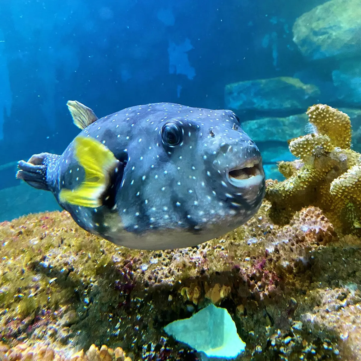 Un poisson-globe tacheté, jaune et gris, nage près d'un corail dans un aquarium. L'eau bleue et l'arrière-plan rocheux sont visibles.