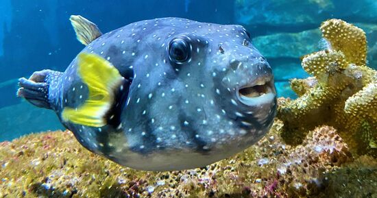 Aquarium d'Amn&eacute;ville : Billet avec acc&egrave;s rapide